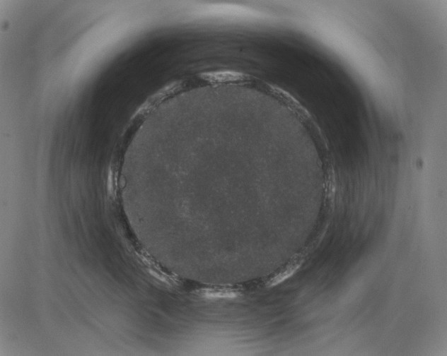 X0000083050763200702161731