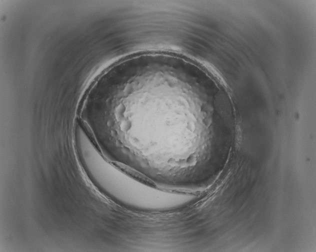 X0000083050895200702161728