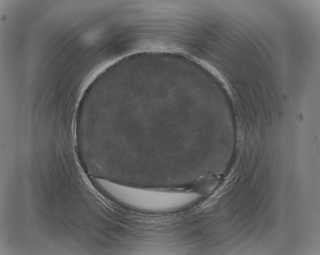 X0000083050935200702161728