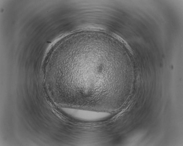 X0000083051027200702161726