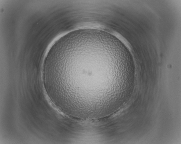 X0000083051104200702161725