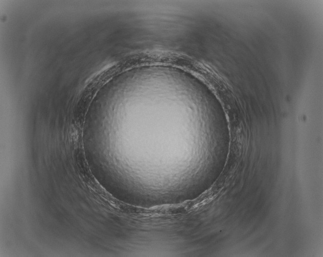 X0000083051302200702161721