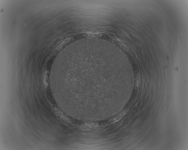 X0000083051346200702161721