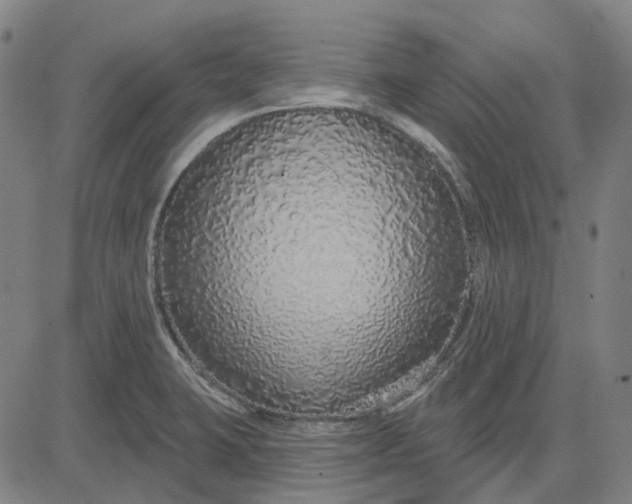 X0000083051423200702161720