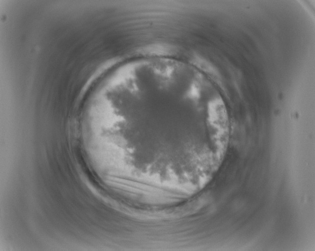 X0000083050012200702232007