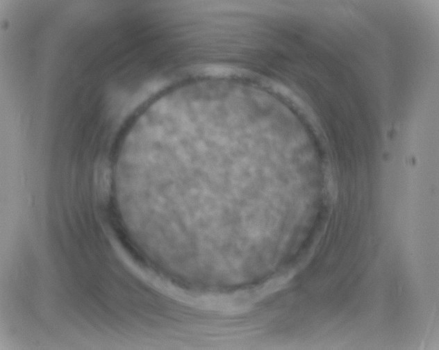 X0000083050016200702232007