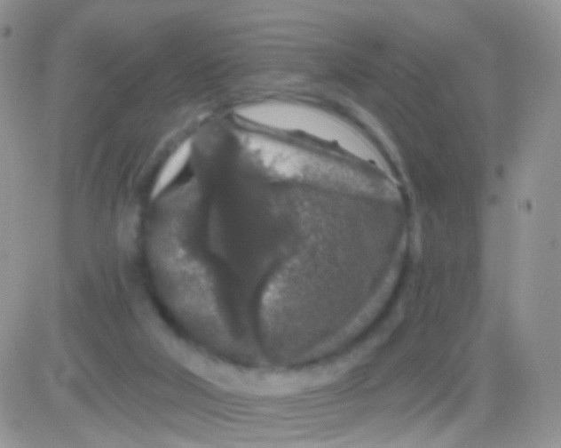 X0000083050018200702232007