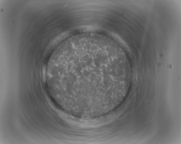 X0000083050022200702232007