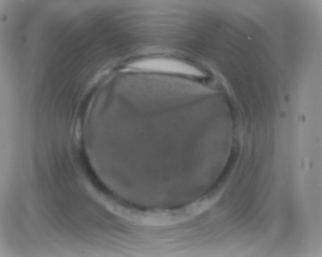 X0000083050024200702232007