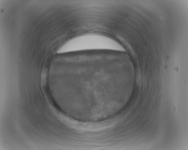 X0000083050026200702232007