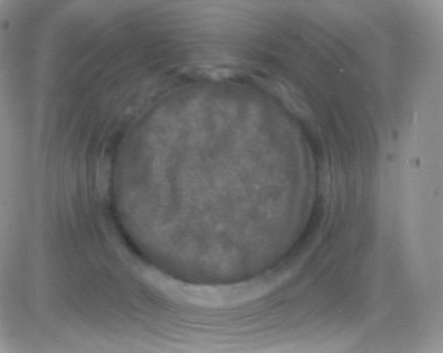 X0000083050030200702232007