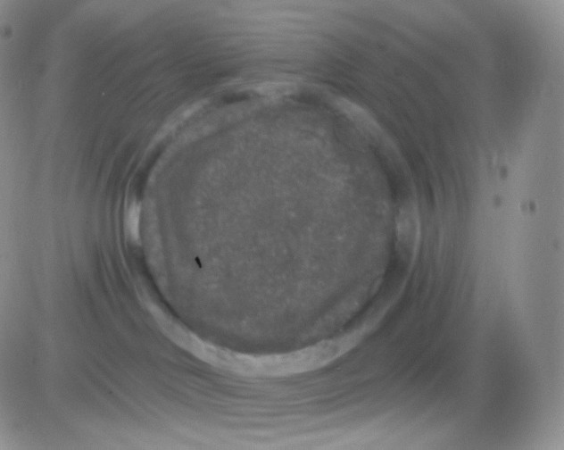 X0000083050046200702232007