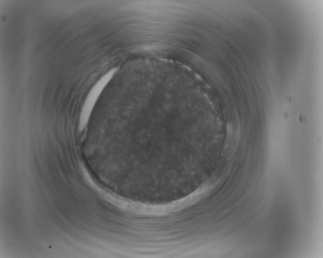 X0000083050048200702232007