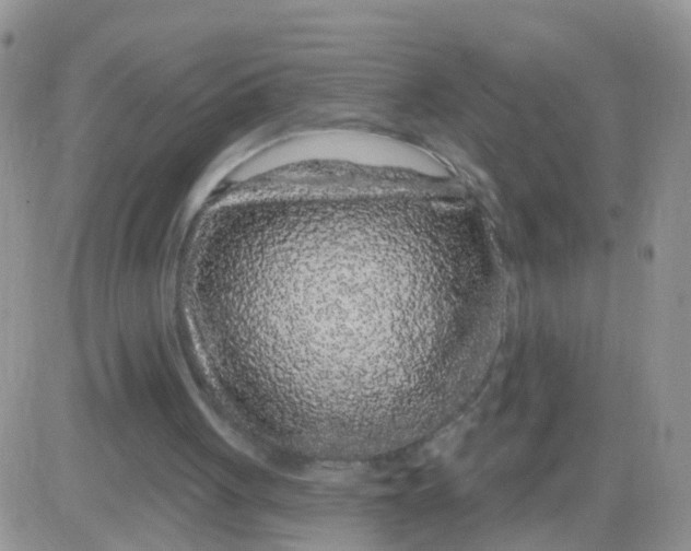 X0000083050051200702232006