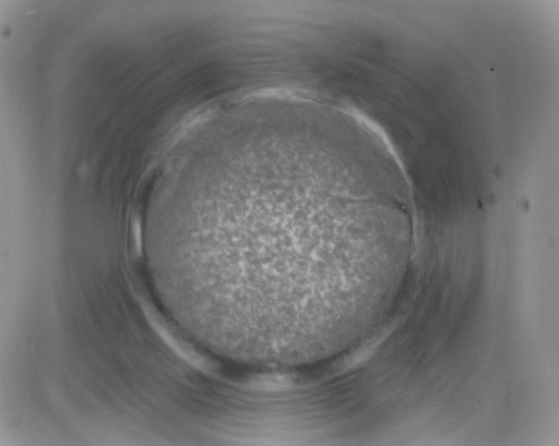 X0000083050061200702232006