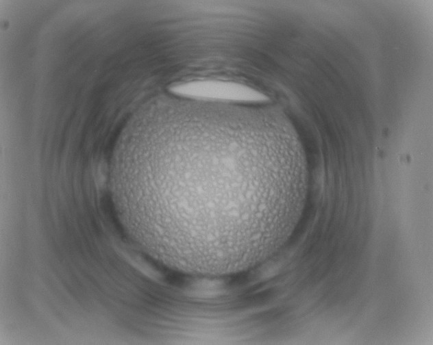 X0000083050081200702232006