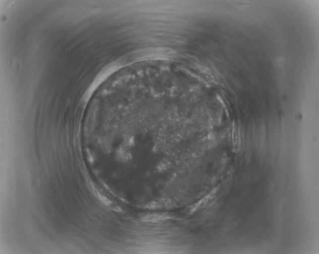 X0000083050099200702232006