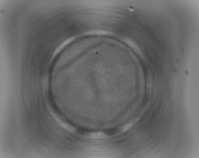 X0000083050112200702232006