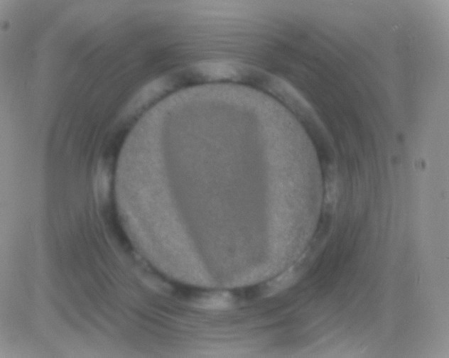 X0000083050124200702232005