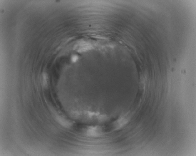 X0000083050130200702232005