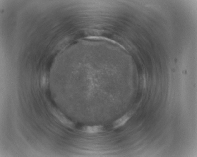 X0000083050134200702232005