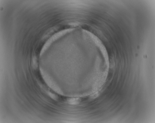 X0000083050136200702232005