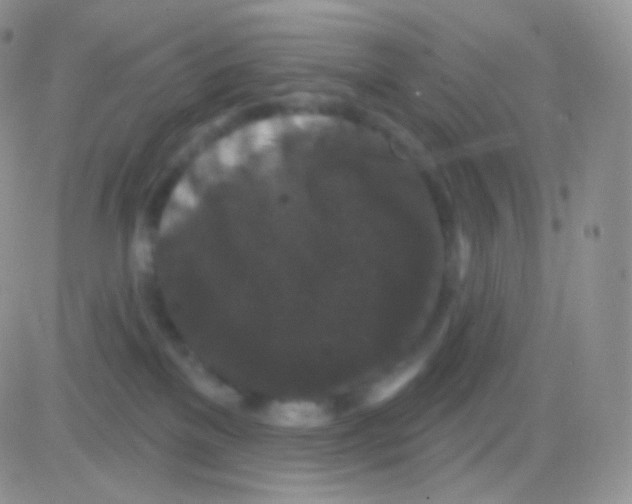 X0000083050137200702232005