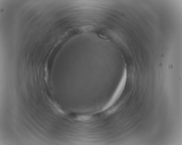 X0000083050139200702232005