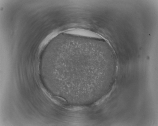 X0000083050149200702232004