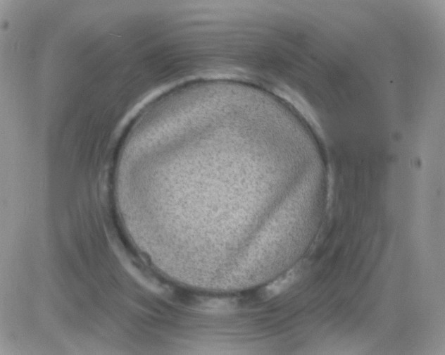 X0000083050155200702232004