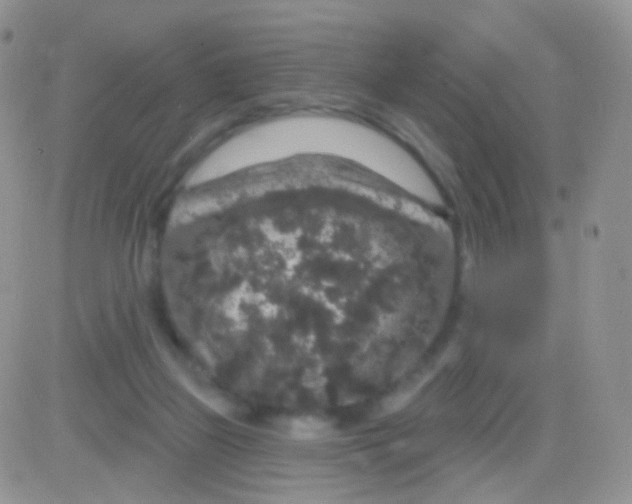 X0000083050165200702232005