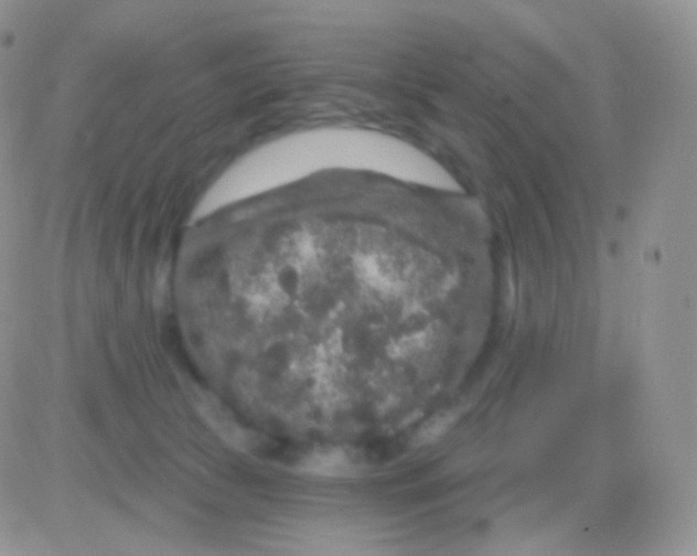 X0000083050177200702232005