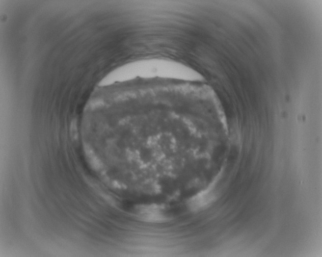 X0000083050182200702232005