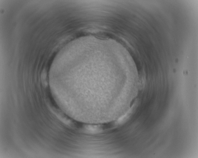 X0000083050187200702232005