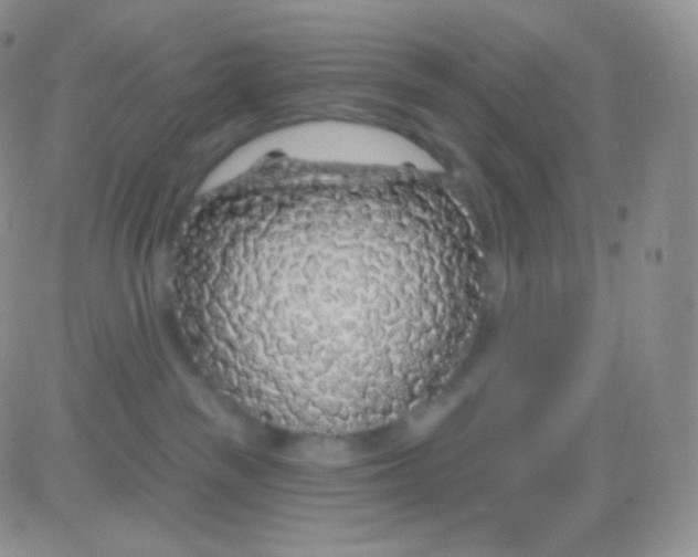 X0000083050189200702232005