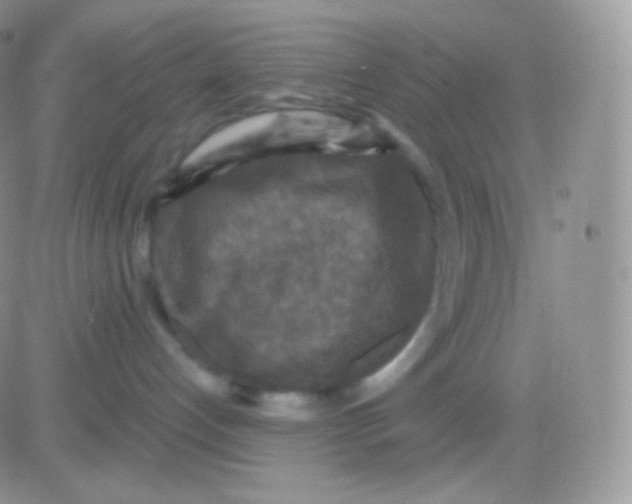 X0000083050192200702232005