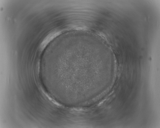 X0000083050194200702232004