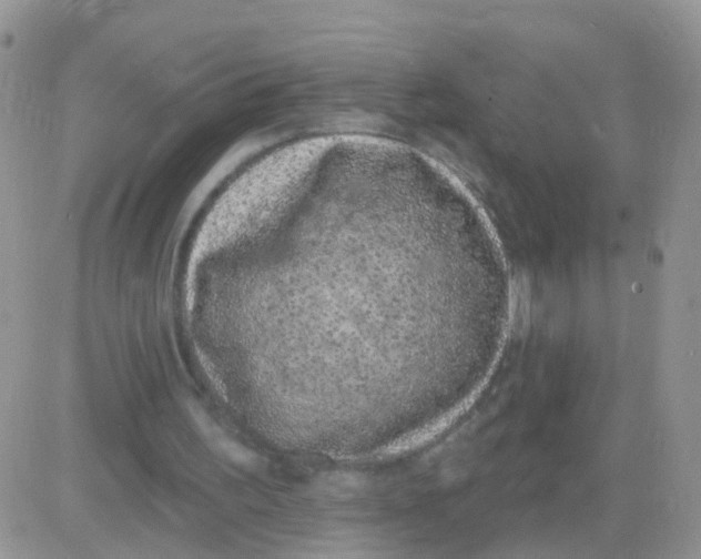 X0000083050195200702232004