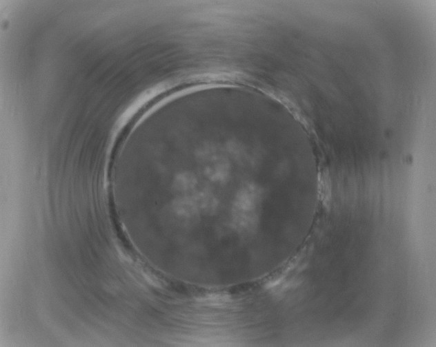 X0000083050196200702232004