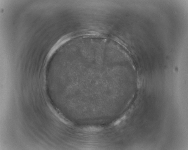 X0000083050198200702232004