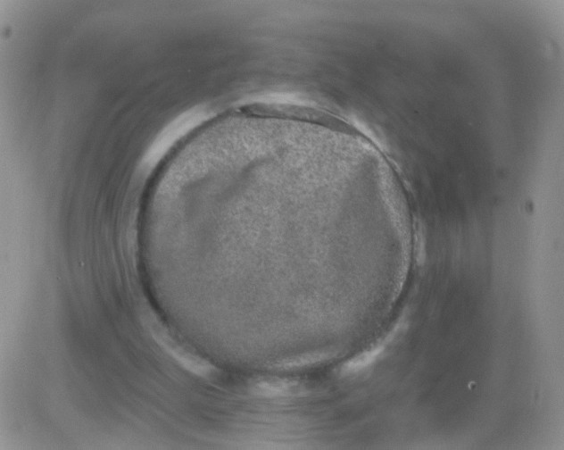 X0000083050199200702232004