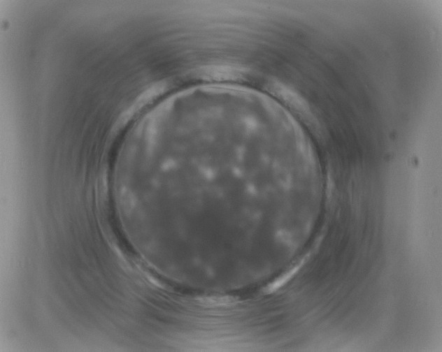 X0000083050202200702232004