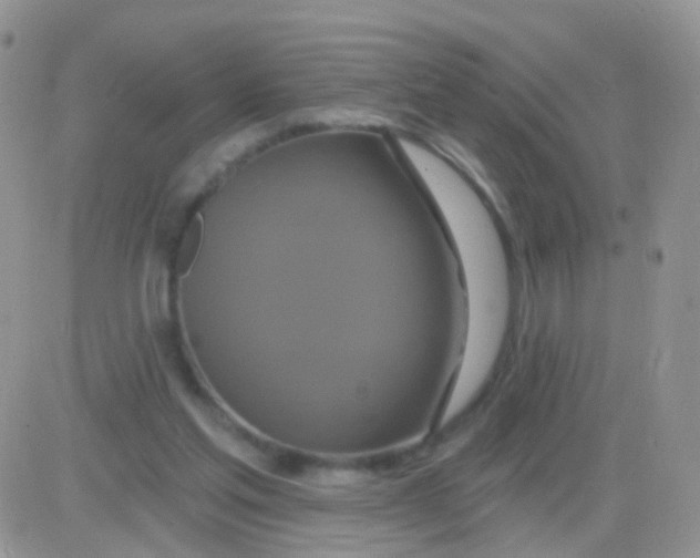 X0000083050205200702232004