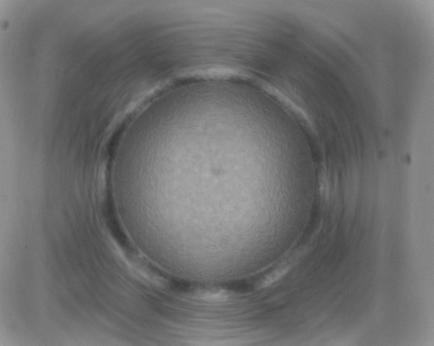 X0000083050206200702232004