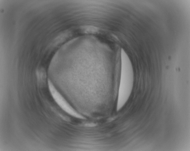 X0000083050228200702232004