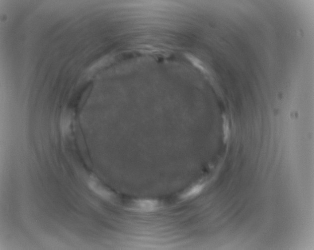 X0000083050233200702232004