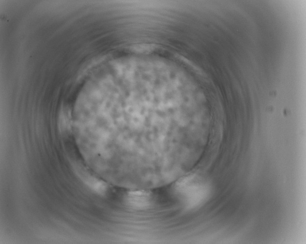 X0000083050240200702232003