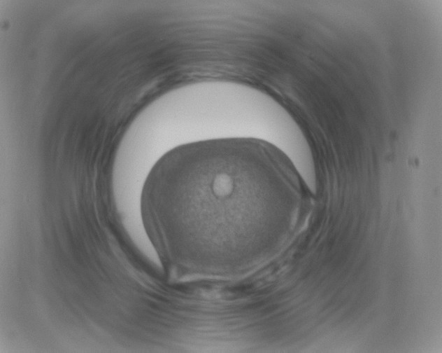 X0000083050264200702232003