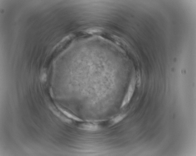 X0000083050284200702232003