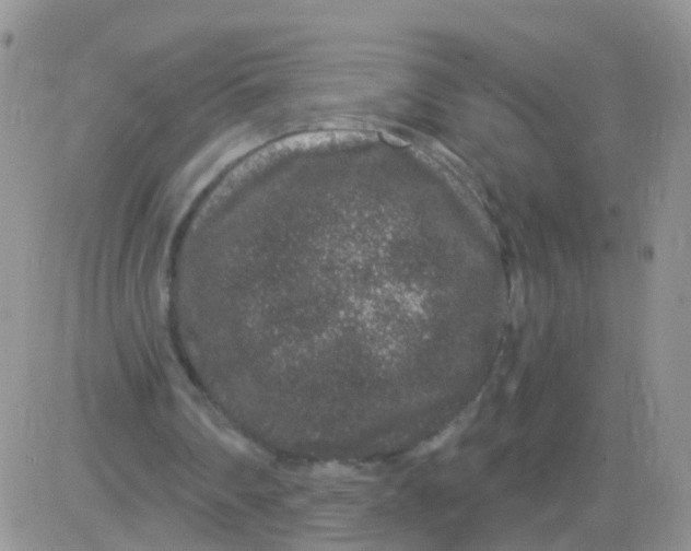 X0000083050290200702232003